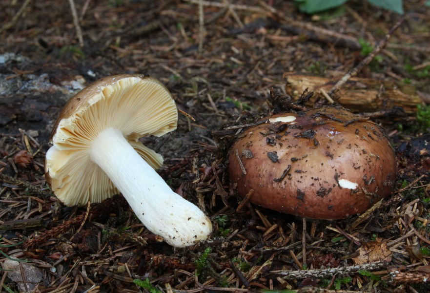 Braune Leder-Täubling Russula integra