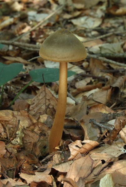 Braunhaariger Wurzelrübling Xerula pudens