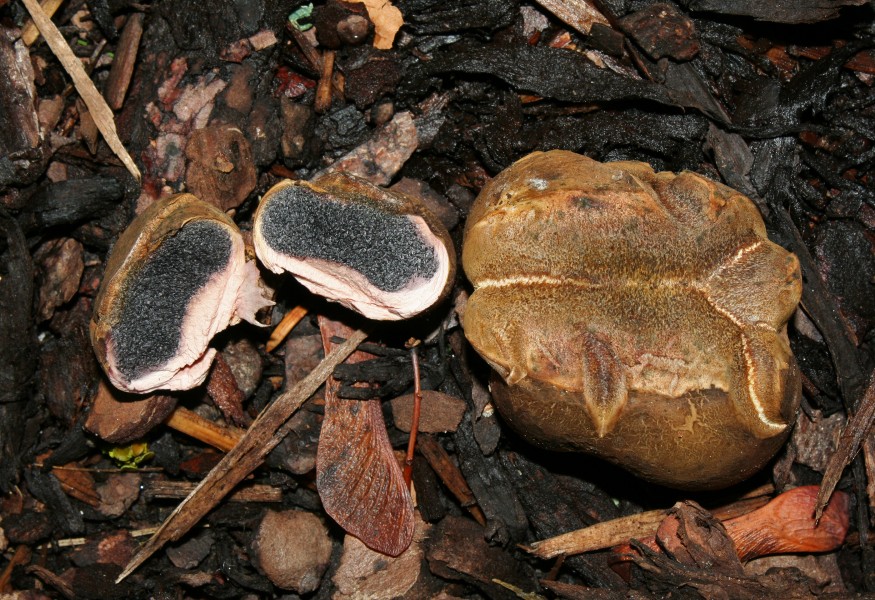 Braunwarzige-Hartbovist-Scleroderma-verrucosum