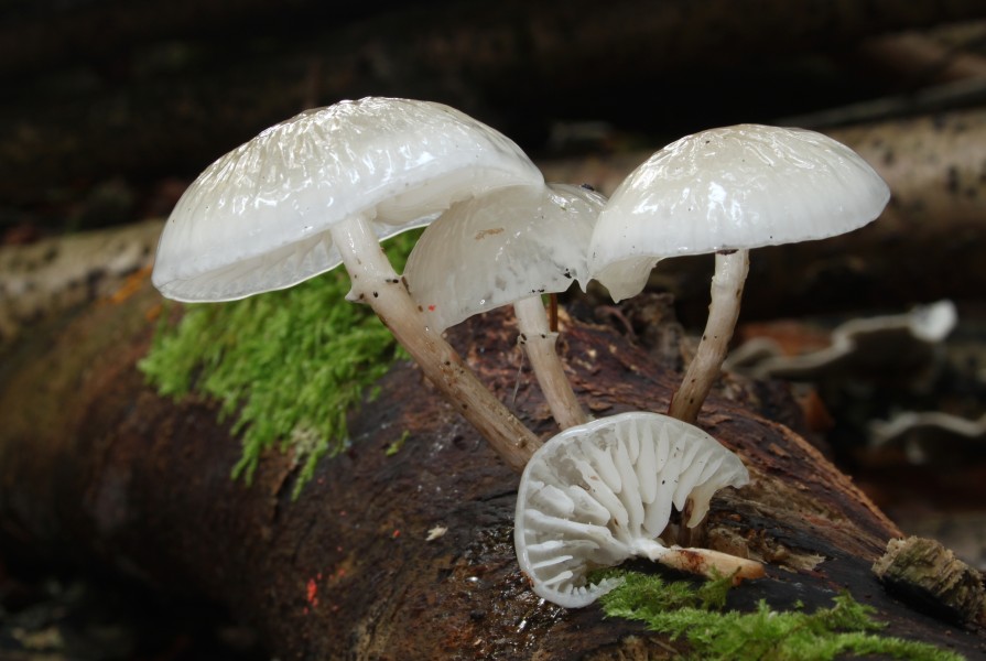 Buchen- Schleimrübling Oudemansiella mucida