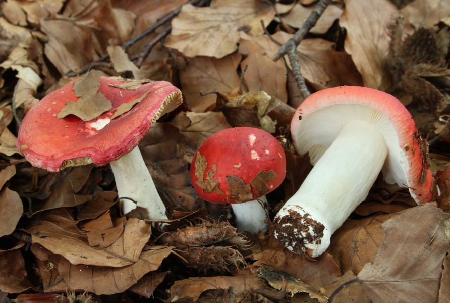 Buchen-Spei-Täubling Russula nobilis