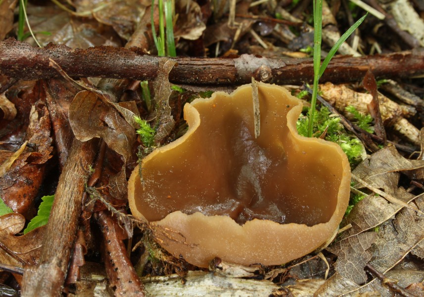 Buchenwaldbecherling Peziza arvernensis