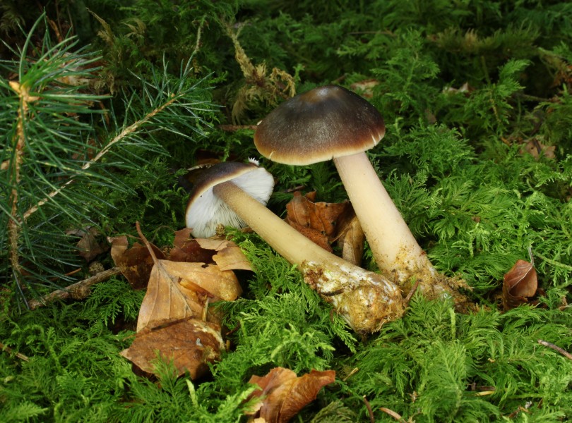Butter Rübling Rhodocollybia butyracea