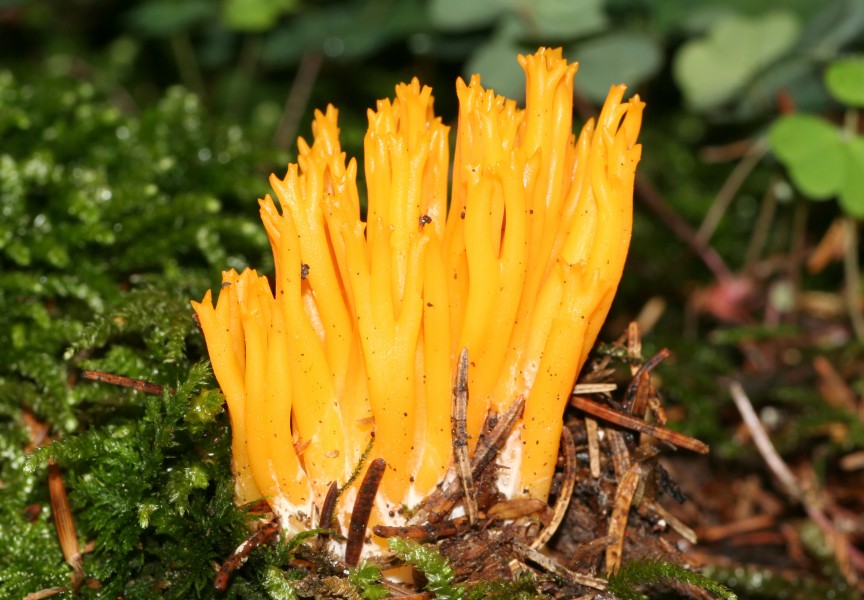 Calocera-viscosa-klebriger-hörnling