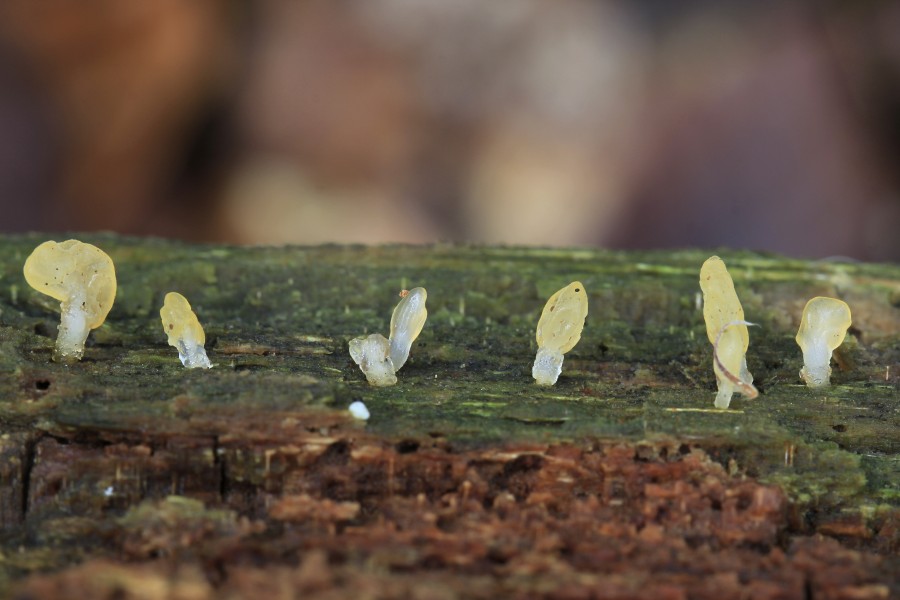 Calocera pallidospathulata, Pale Stagshorn, UK 2
