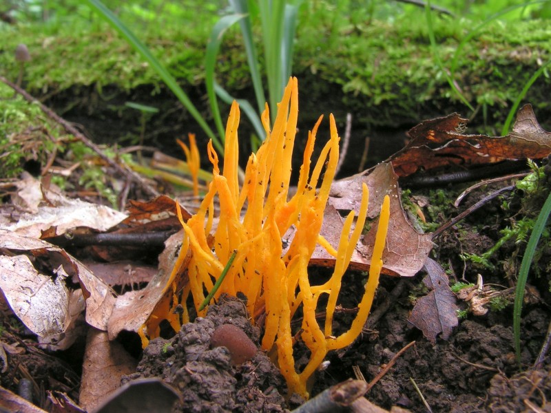Calocera viscosa20130728 083