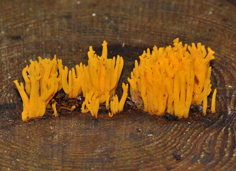 Calocera viscosa qtl2