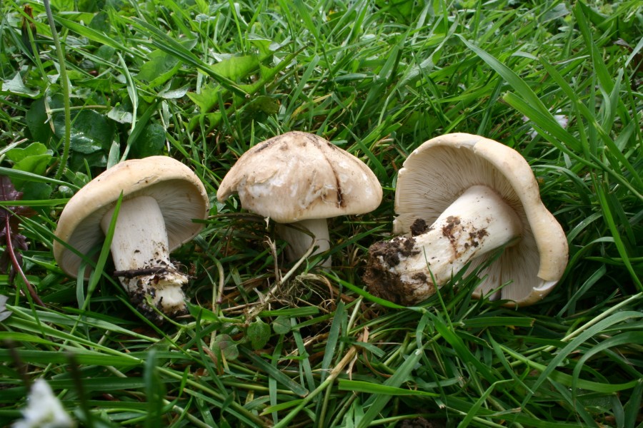 Calocybe gambosa 080420wb