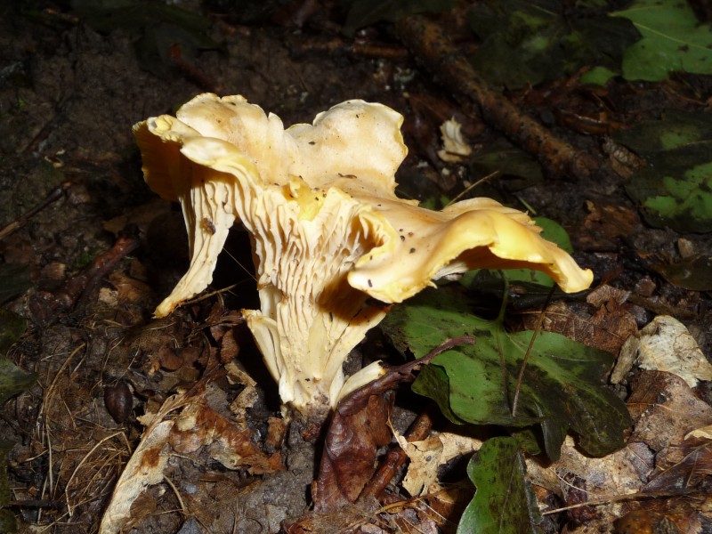 Cantharellus cibarius 2009 G2