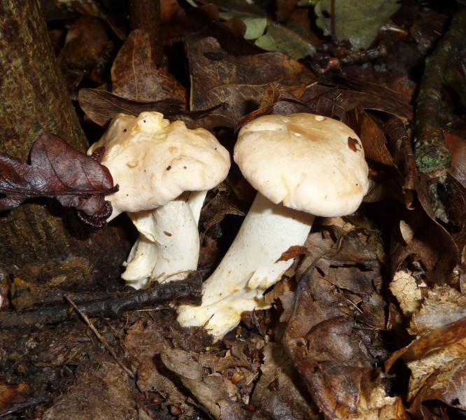 Cantharellus cibarius 2009 G3