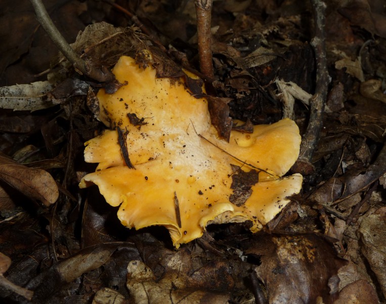Cantharellus cibarius 2009 G4