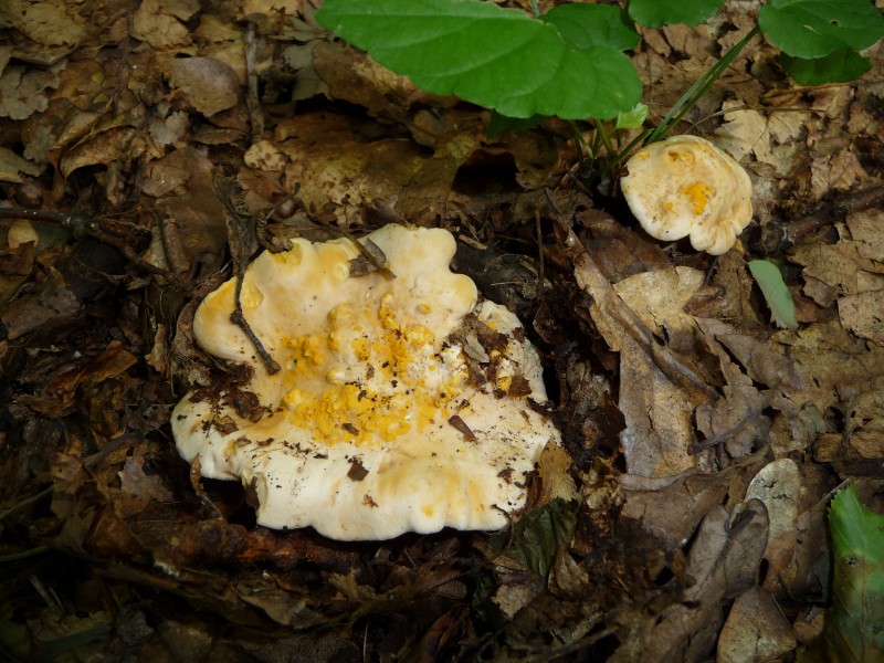 Cantharellus cibarius 2010 G1