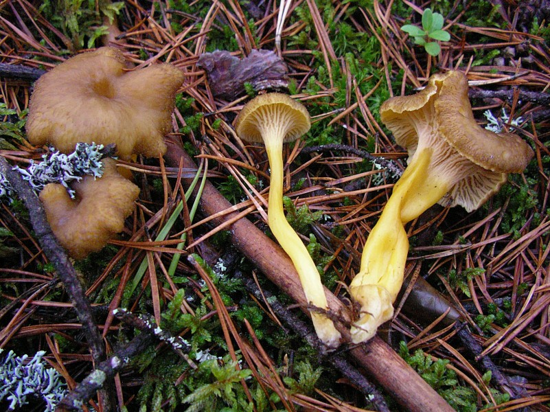 Cantharellus tubaeformis 1