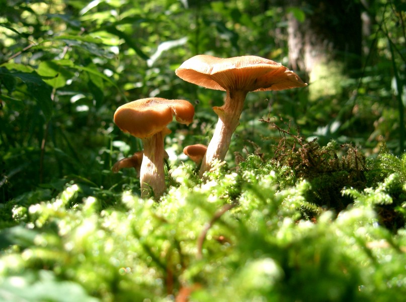 ChampiEnForet