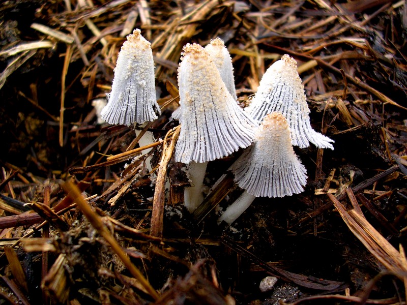 Champignons sur fumier