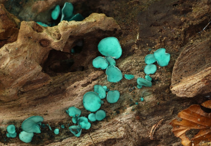 Chlorociboria-aeruginascens