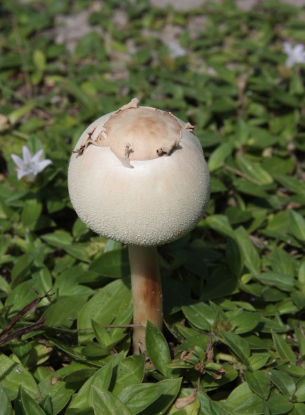 Chlorophyllum molybdites young
