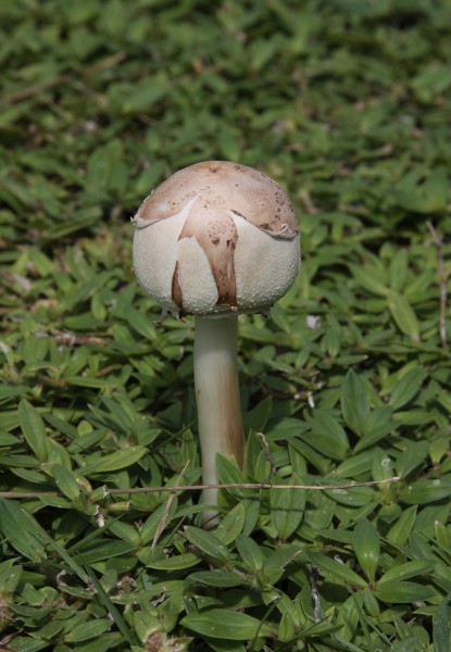 Chlorophyllum molybdites younger