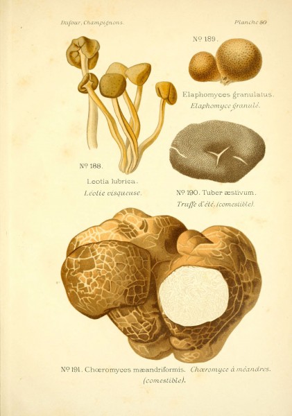 Choiromyces meandriformis