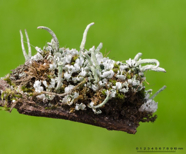 Cladonia coniocraea - gewöhliche Säulenflechte - Hesse - Germany - 02