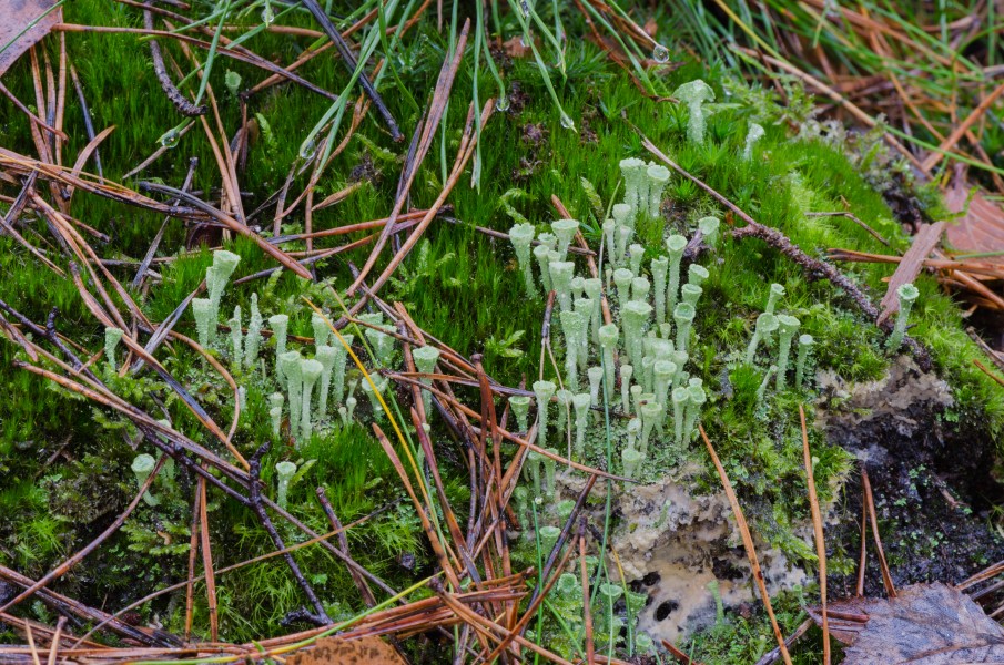 Cladonia coniocraea - gewöhliche Säulenflechte - Hesse - Germany - 06