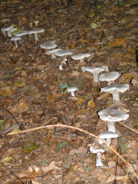 Clitocybe nebularis group