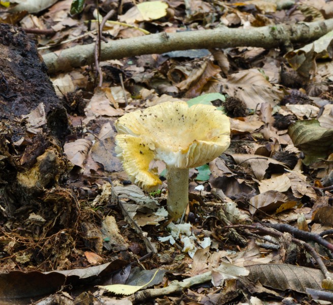 Common Yellow Russula - Ochre Brittlegill - Russula ochroleuca - 01