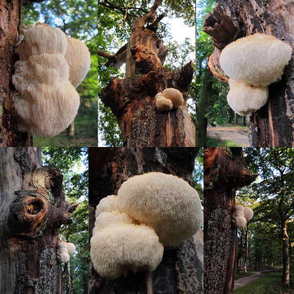 Composition of Hericium erinaceus (Bearded Tooth or Lion's Mane Mushroom, D= Igel-Stachelbart or Löwenmähne, F= Hydne hérisson, NL= Pruikzwam) at 21 September 2015. The manes are growing long. With sunshine it looks - panoramio