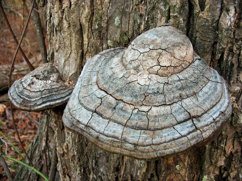 Cracked Mushroom2