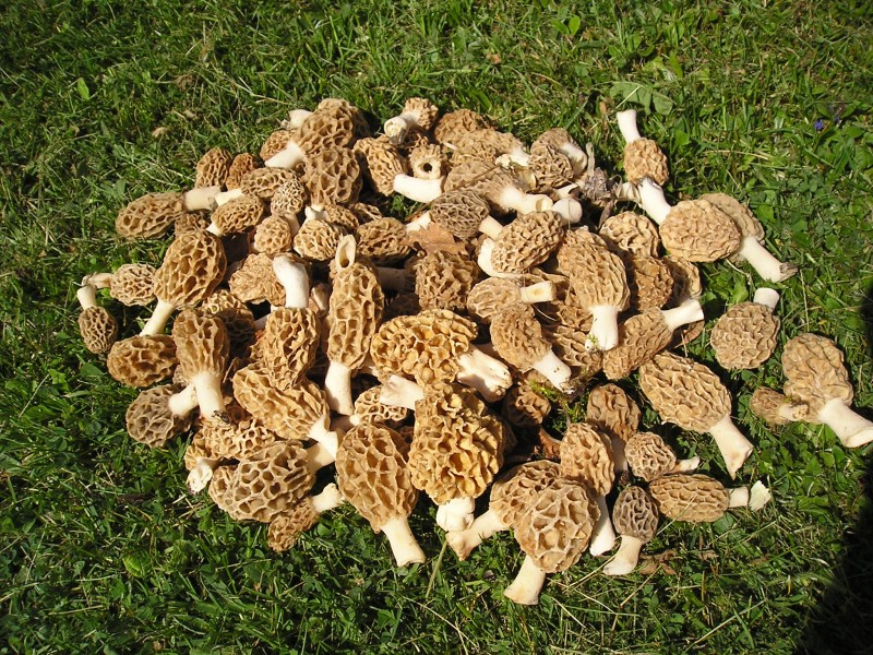 Cueillette de morilles