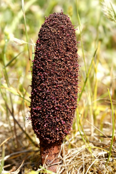 Cynomorium coccineum 2