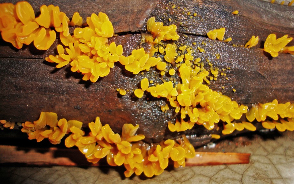 Dacrymyces palmatus 1