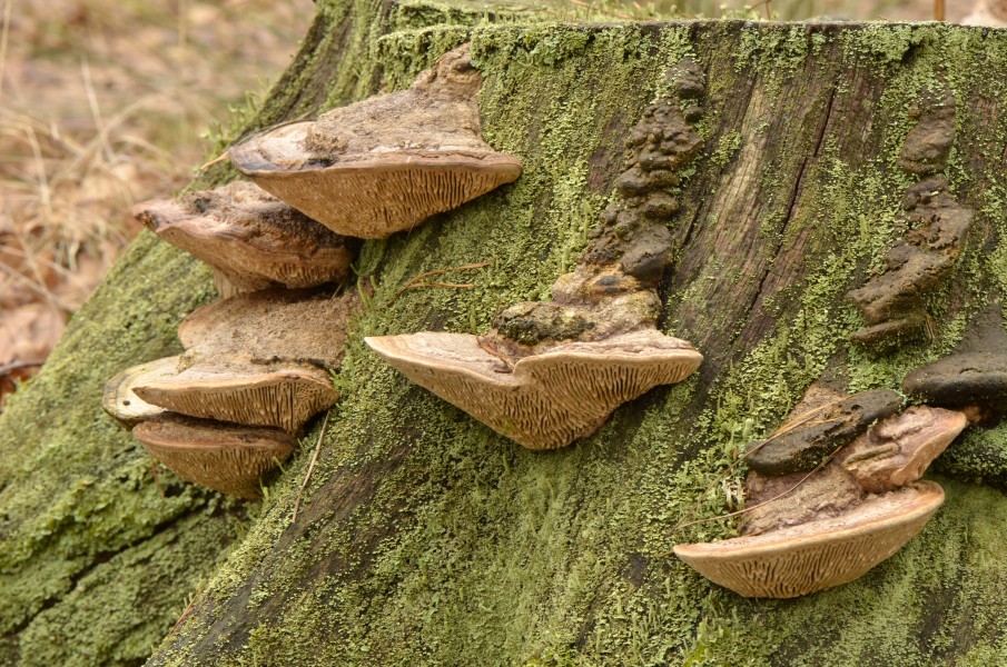 Daedalea quercina - Eichen-Wirrling - oak mazegill - maze-gill fungus - dédalée du chêne - 03
