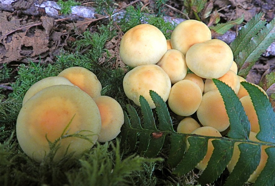 Dim sum mushrooms (7465136754)