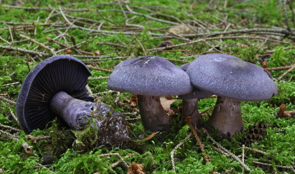Dunkelviolette Schleierling Cortinarius violaceus pic2