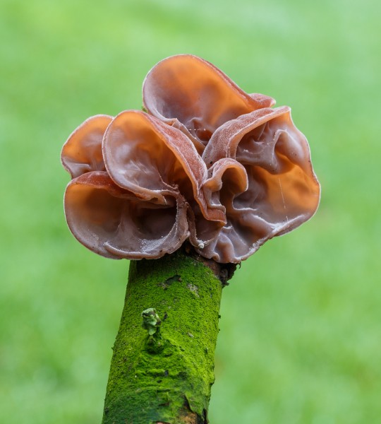Echt judasoor (Auricularia auricula-judae) Familie Auriculariaceae op een dode tak 01