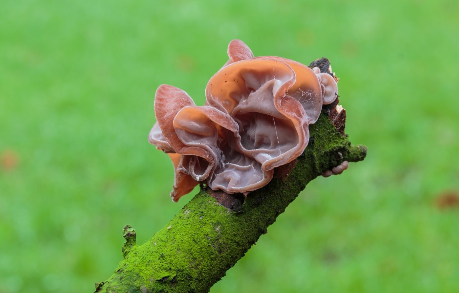 Echt judasoor (Auricularia auricula-judae) Familie Auriculariaceae op een dode tak 02