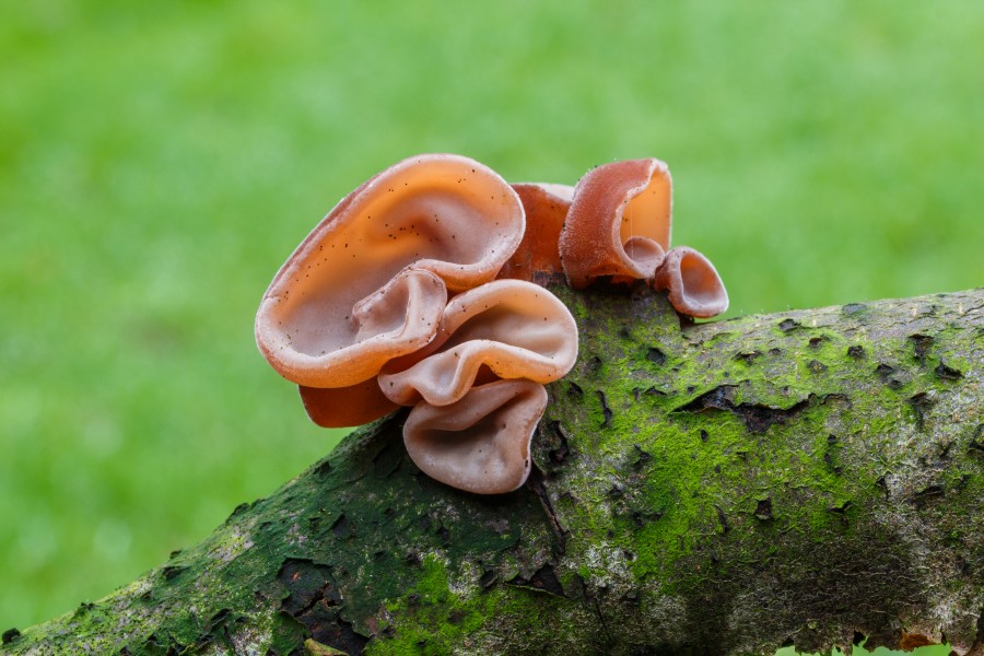 Echt judasoor (Auricularia auricula-judae) Familie Auriculariaceae op een dode tak 03