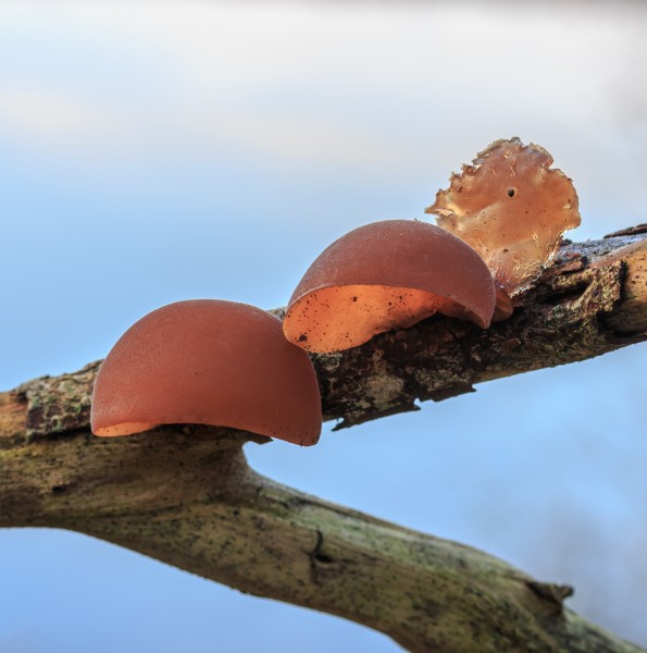 Echt judasoor (Auricularia auricula-judae, synoniem, Hirneola auricula-judae). Locatie, Natuurterrein De Famberhorst 02