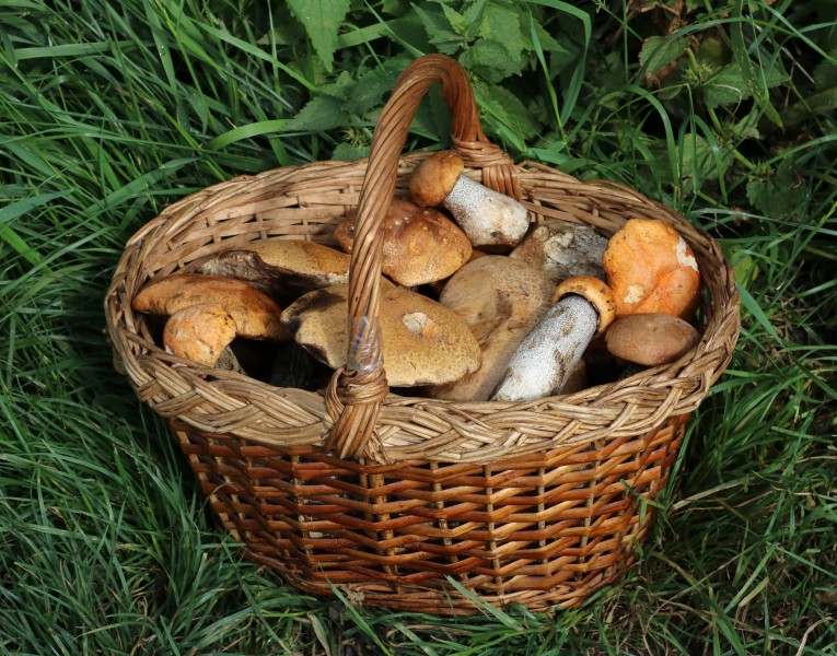Edible fungi in basket 2016 G1