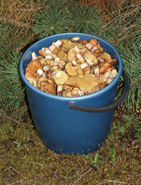 Edible fungi in bucket 2015 G1