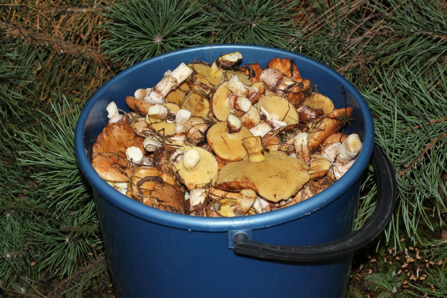 Edible fungi in bucket 2015 G2