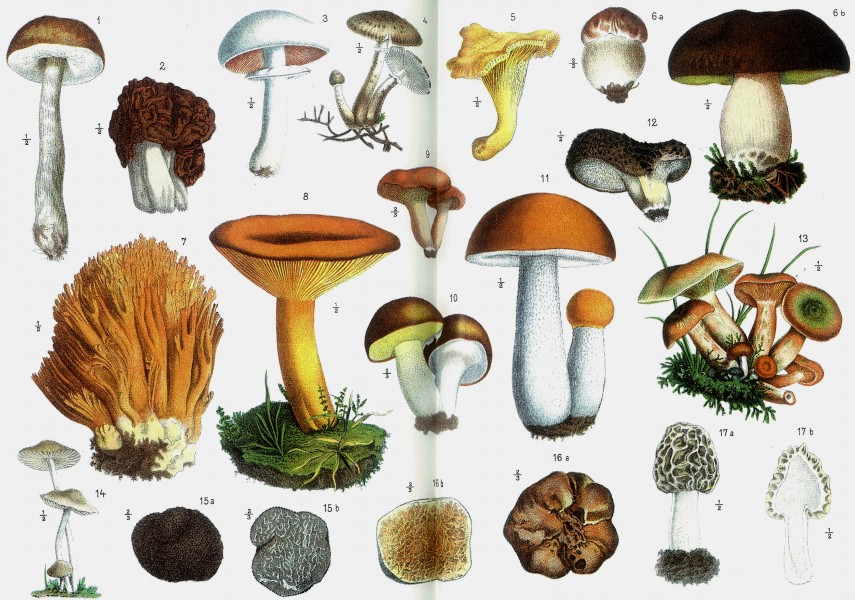 Edible mushrooms, Otto's Encyclopedia