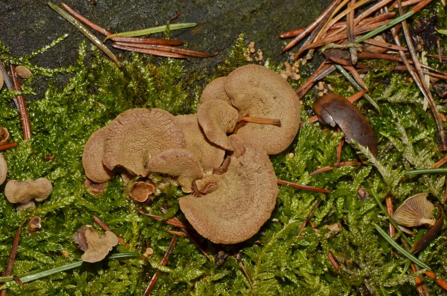 Eichen-Zwergknäueling - Herber Zwergknäueling - Bitterer Muschelseitling - bitter oyster - Panellus stipticus - 01