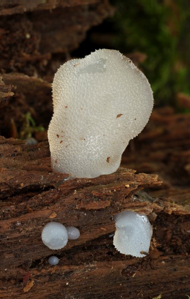 Eiszitterpilz Pseudohydnum gelatinosum