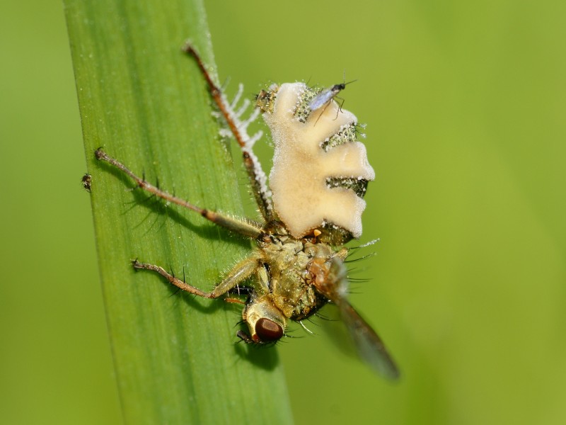 Entomophthora muscae on Scathophaga stercoraria (lateral view)