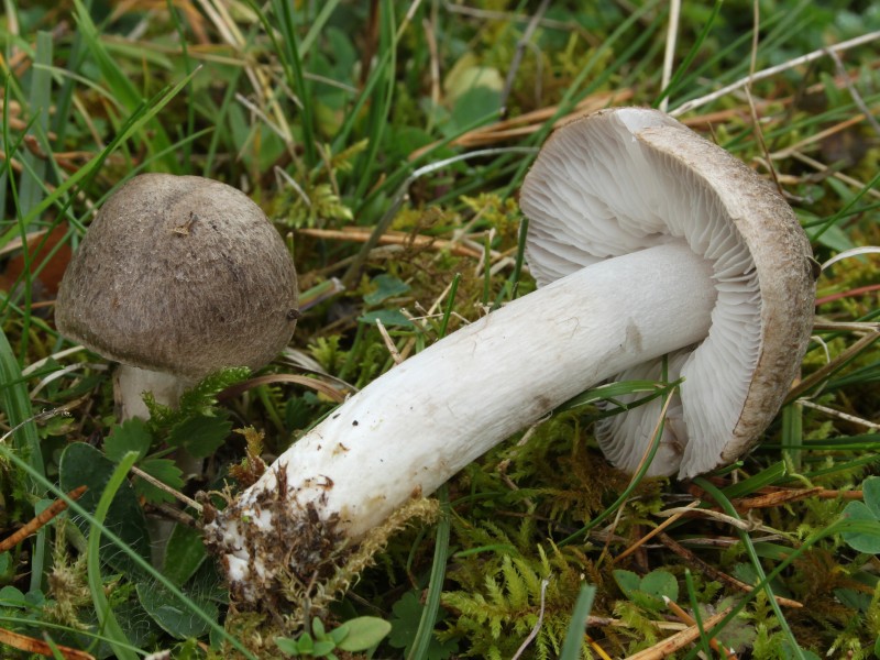 Erd-Ritterling Tricholoma terreum (cropped)