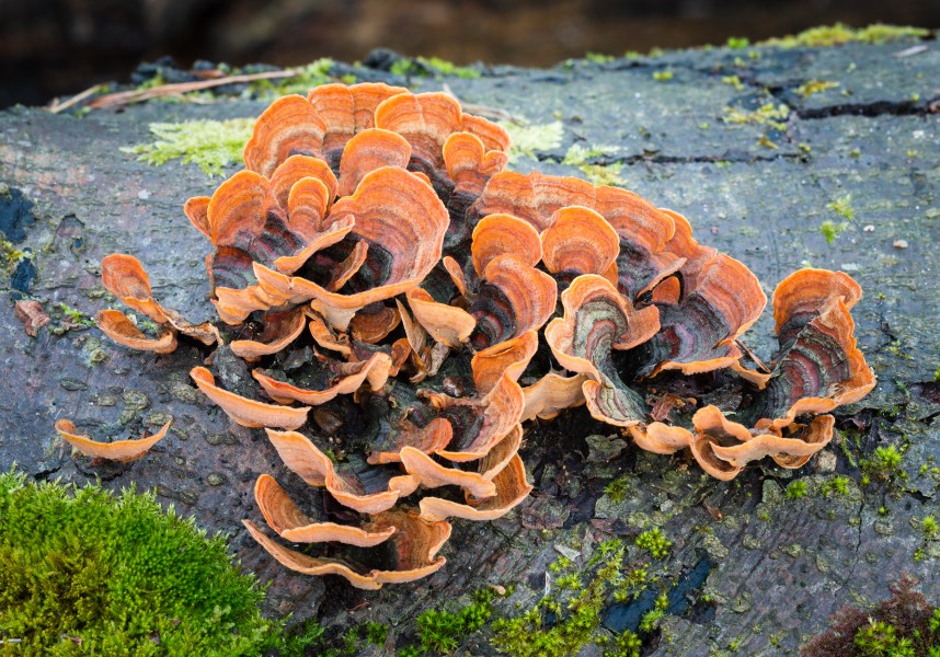 False turkey-tail - Stereum hirsutum - 02
