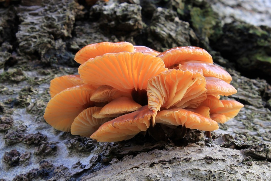 Flammulina velutipes, Velvet Shank, Enfield, UK