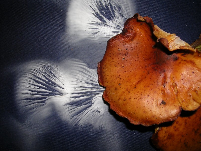 Flammulina velutipes pl 2